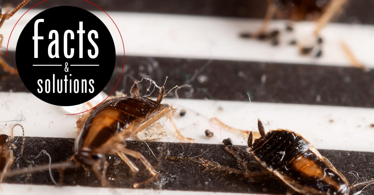The Baby German Cockroach is No Joke. Get Rid of It Fast! — Pest Pointer