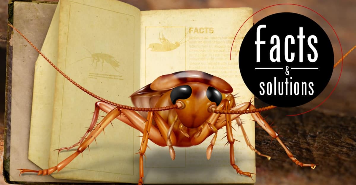 Cockroach Facts What They Are, What They Do, And Why You Should Care ...