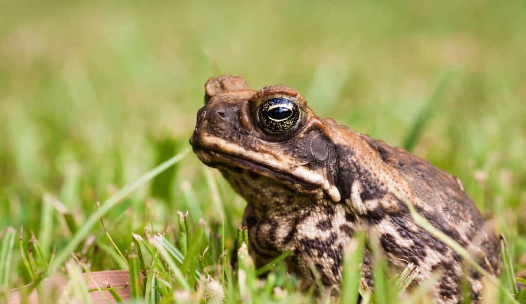 9 Ways To Stop Frogs From Croaking (And Get Them To Shut Up) — Pest Pointer