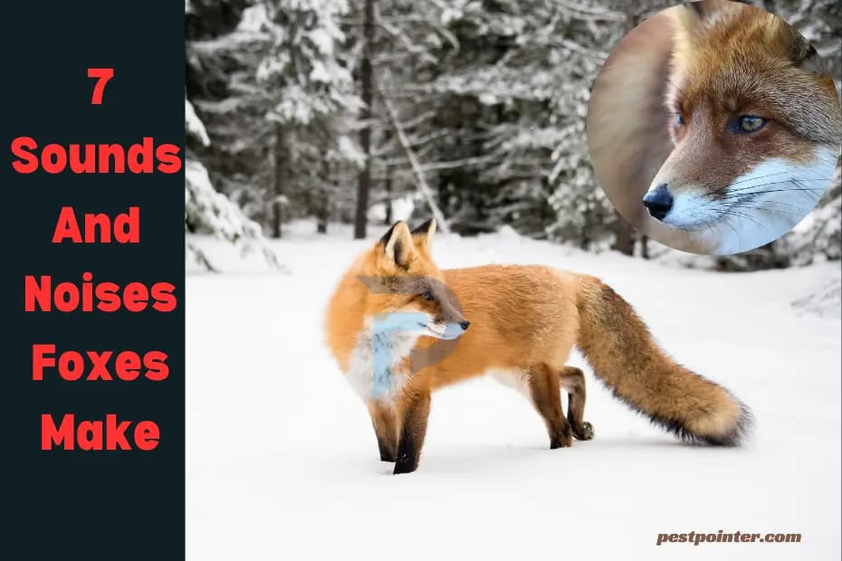7 Sounds And Noises Foxes Make (How to Recognize Them) — Pest Pointer
