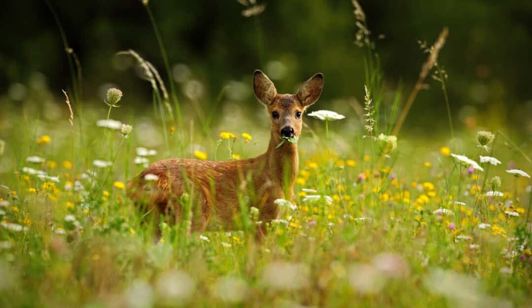 7 Sounds And Noises Deer Make (How To Identify Them) — Pest Pointer