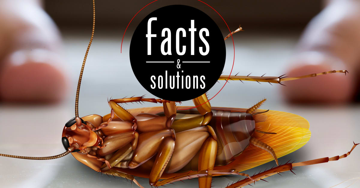 A Guide to Cockroach Control at Home — Pest Pointer