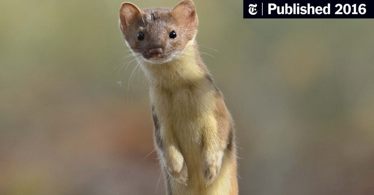 5 Most Common Places Where Weasels Live — Pest Pointer
