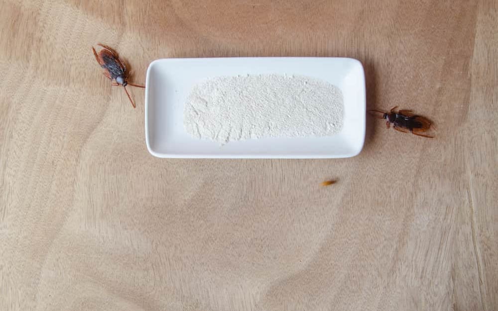 How Well Do Cockroach Traps Work? — Pest Pointer