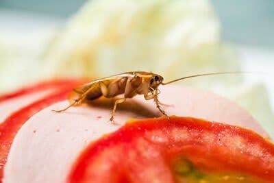 What Sounds Do Cockroaches Hate? — Pest Pointer