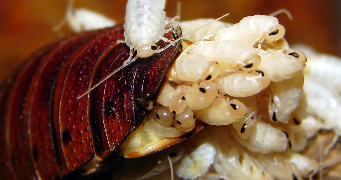 How Do Cockroaches Give Birth? — Pest Pointer