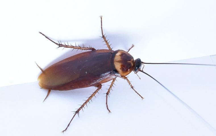 Cockroach Quick Tips — Pest Pointer