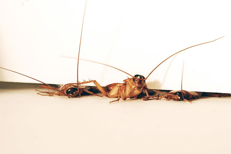 Can Cockroaches Squeeze Through Small Spaces? — Pest Pointer