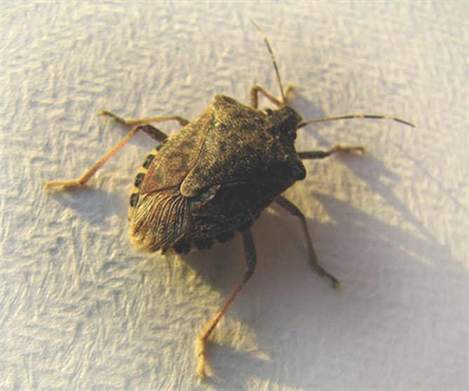10 Simple Steps to Keep Stink Bugs Out of Your House — Pest Pointer