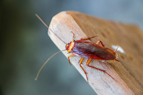 Why Are There Flying Cockroaches? — Pest Pointer