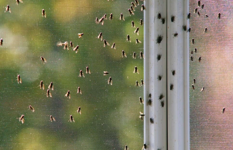 6 Simple Tips to Keep Flies Away From Your Garbage — Pest Pointer