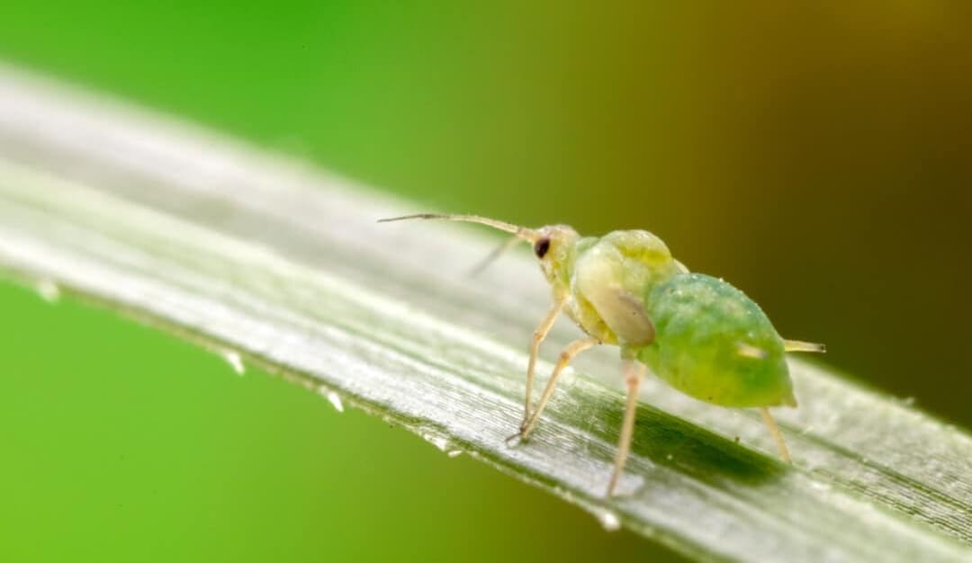 7 Reasons Why Aphids Keep Coming Back (And How To Stop Them) — Pest Pointer