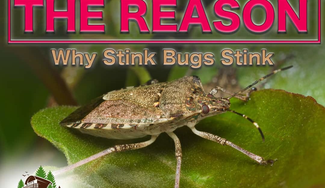 In-Depth The Real Reason Why Stink Bugs Smell — Pest Pointer