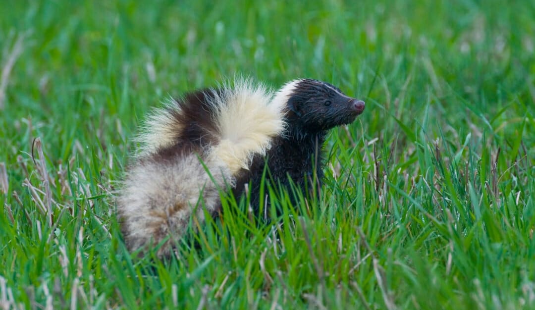 8 Signs Of A Skunk Den (And How to Find Them) — Pest Pointer