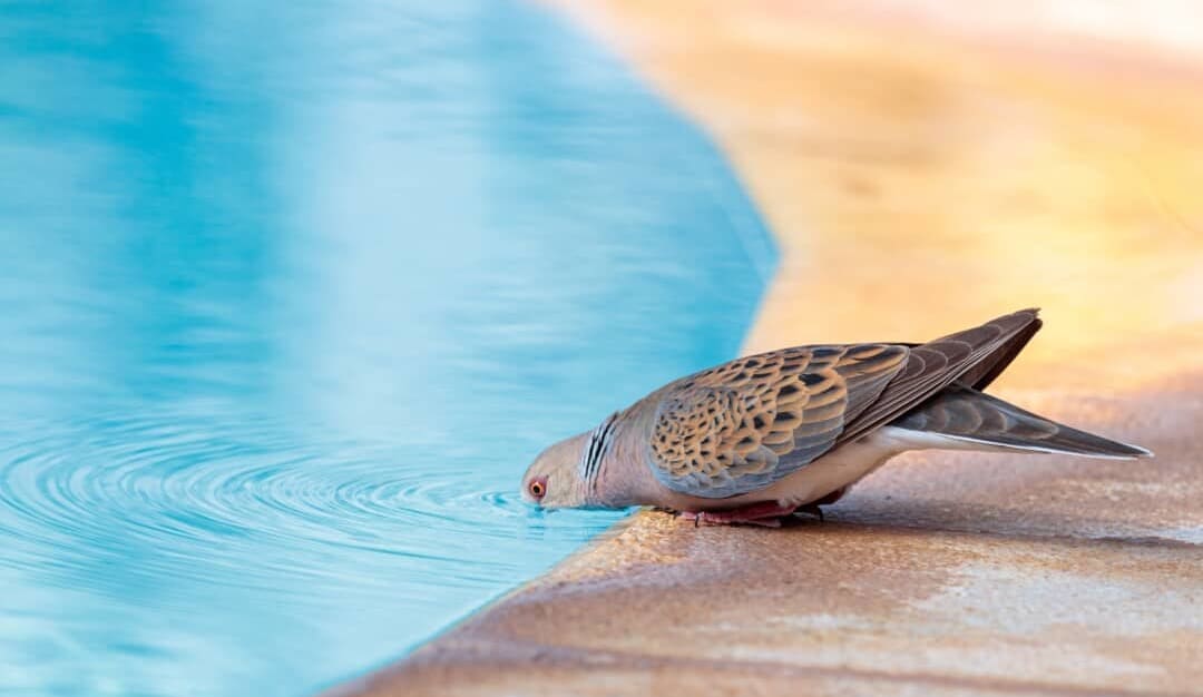 11 Easy Tips To Keep Birds Out Of Your Swimming Pool — Pest Pointer