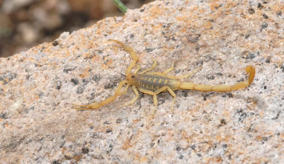 9 Places Where Scorpions Go And Live During The Day — Pest Pointer
