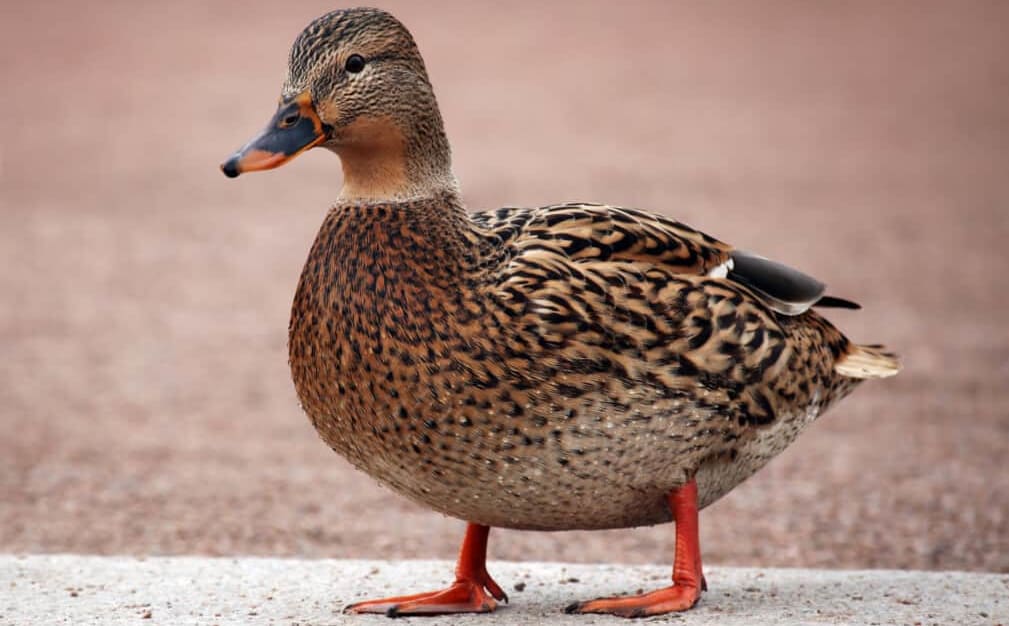 29 Amazing Duck Facts (And Things You Didn’T Know) — Pest Pointer