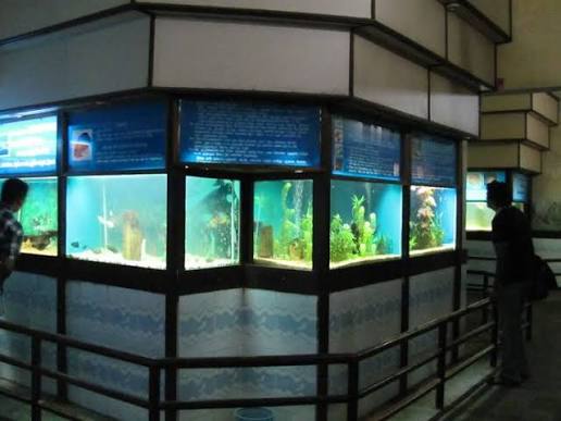 Fish museum
