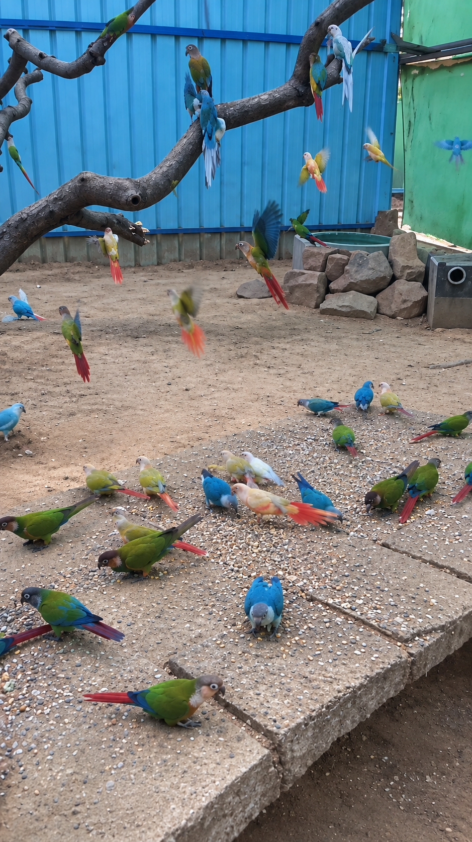 Auroville Bird Park