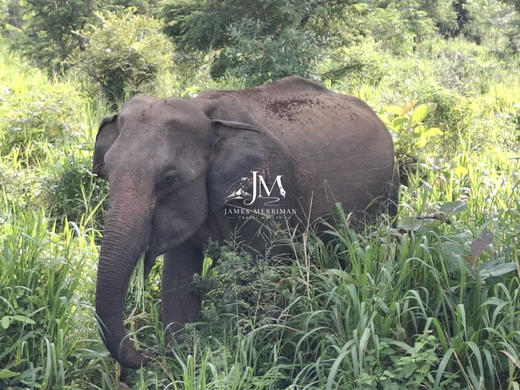 Sri Lankan elephant at Minneriya National Park