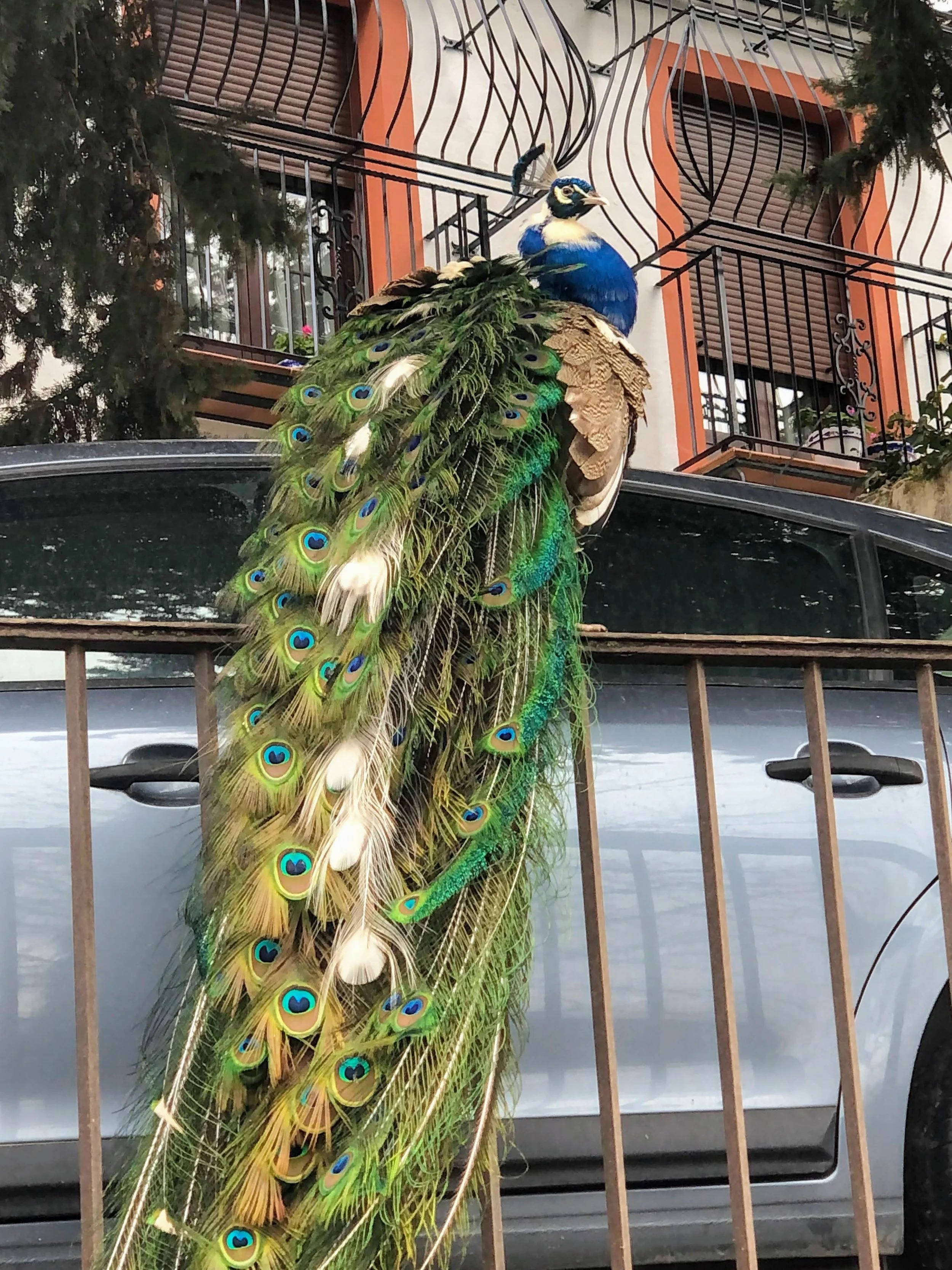 A peacock roaming free