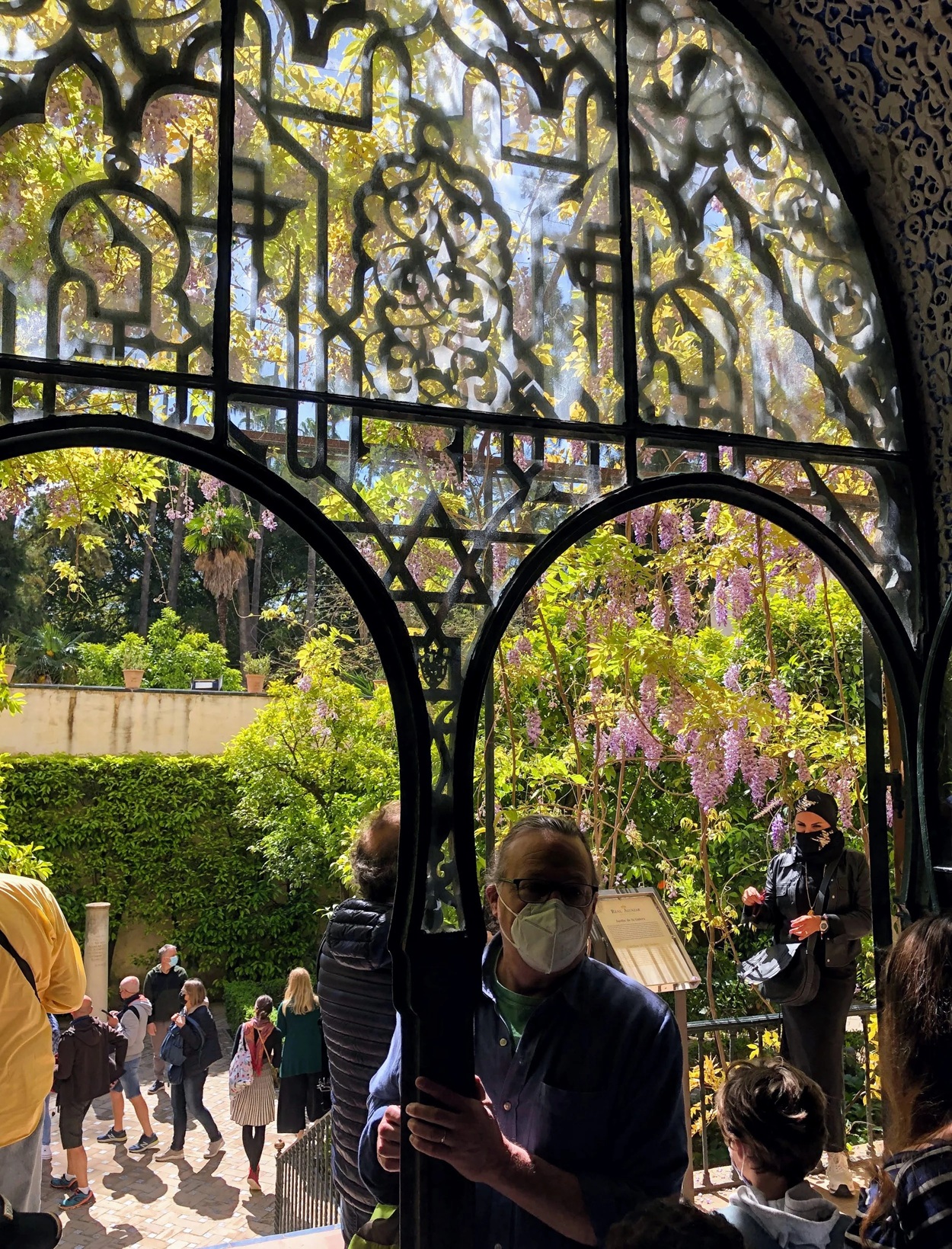 Hanging wisteria in the gardens