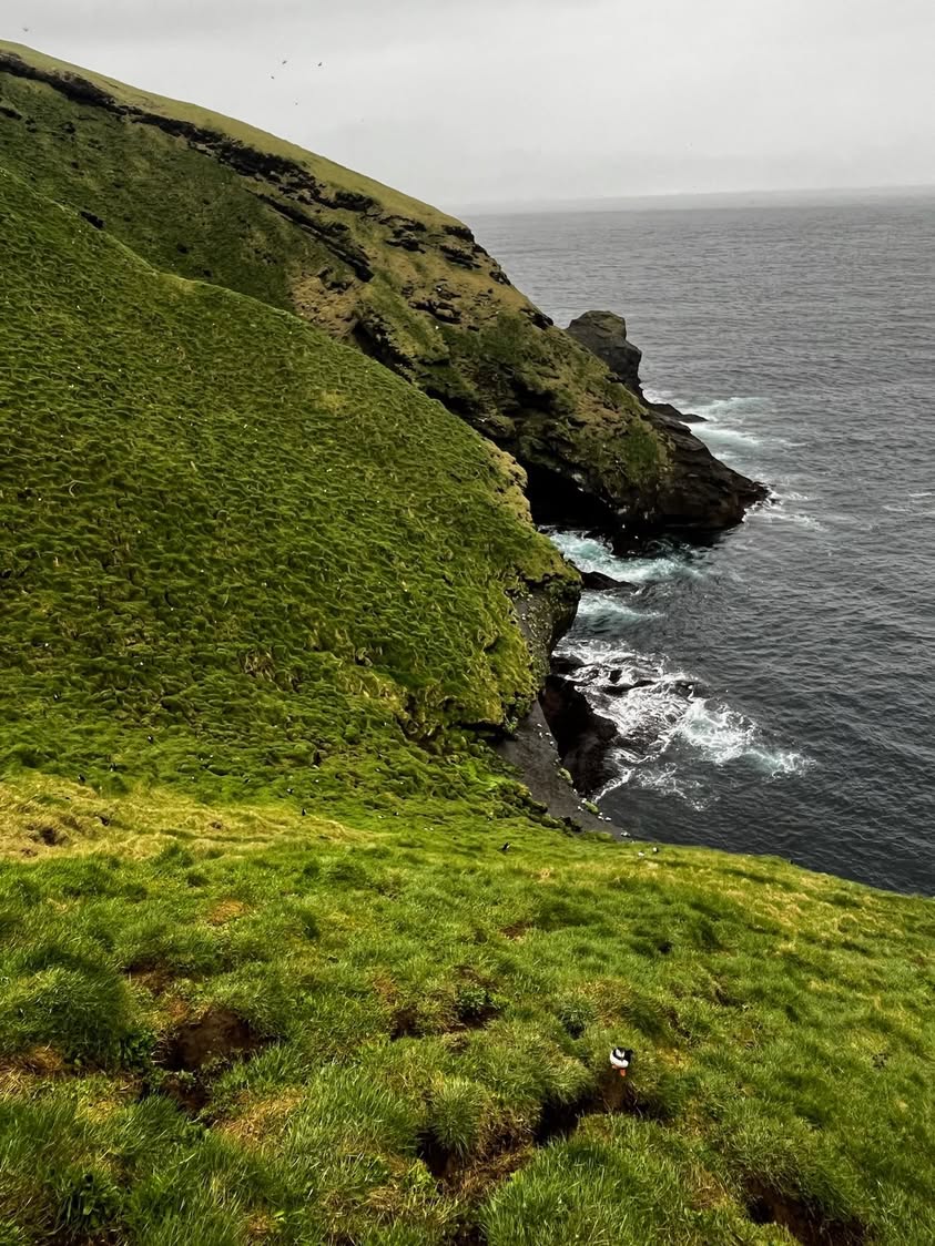 Puffin nests on the mountainside