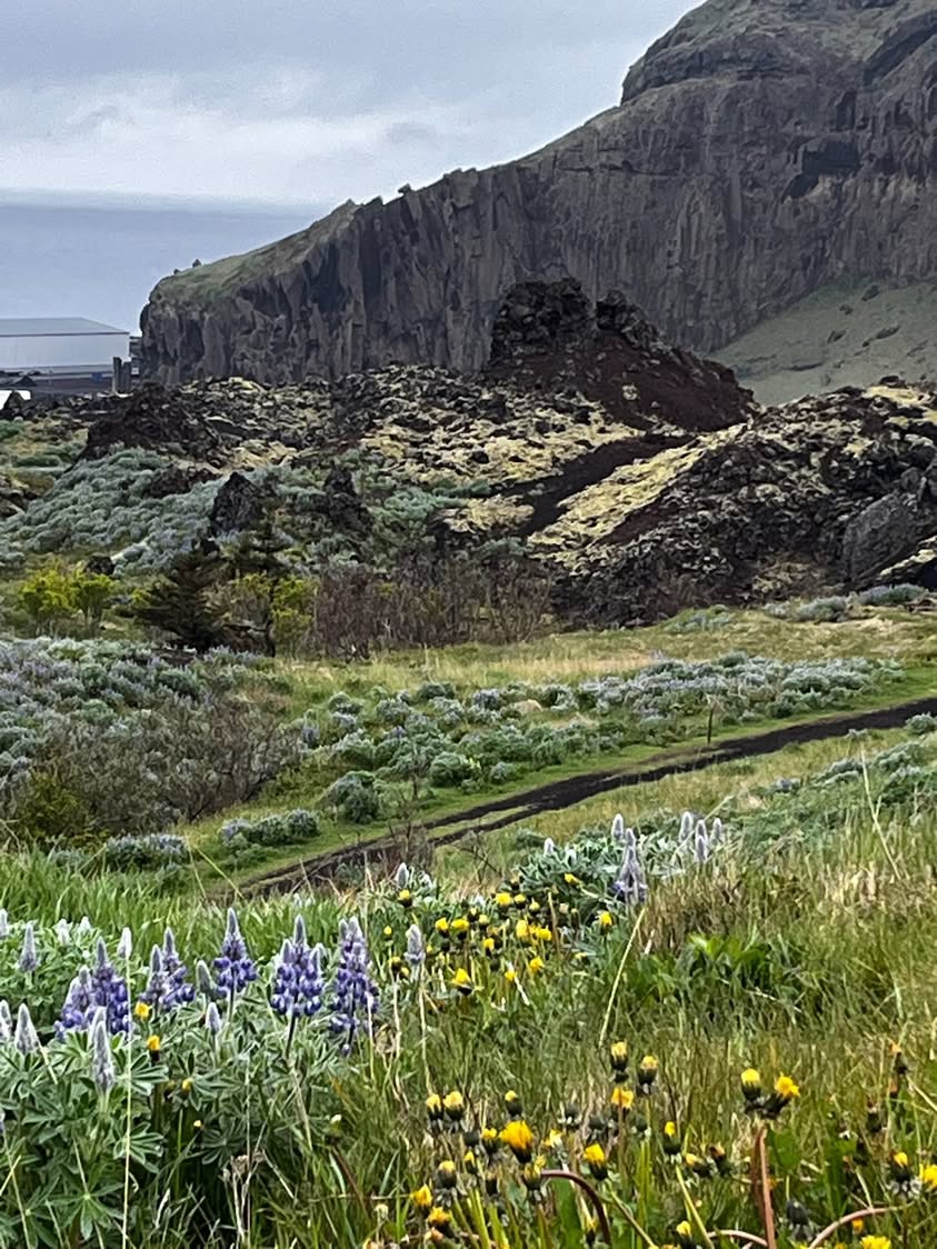 Lupines on the island