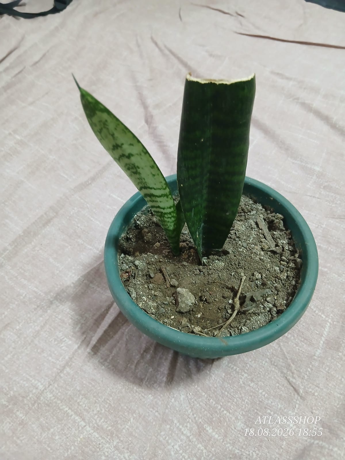 Köklü, Yavrulu Paşa Kılıcı (15 cm) - Üretim Çeliği
Evimde 
