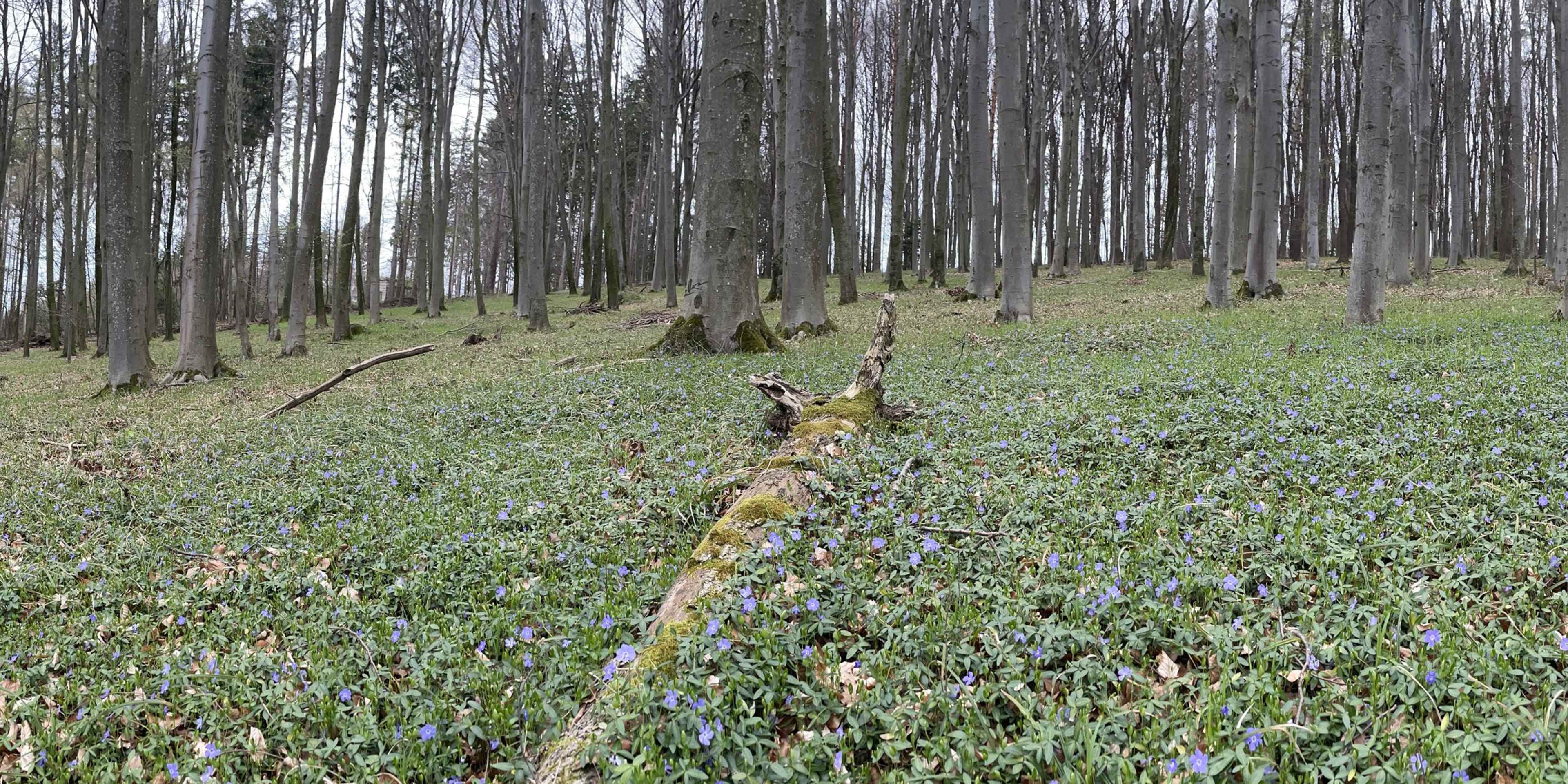 FB_Stolz_auf_PEFC_960x480px_V018.jpg