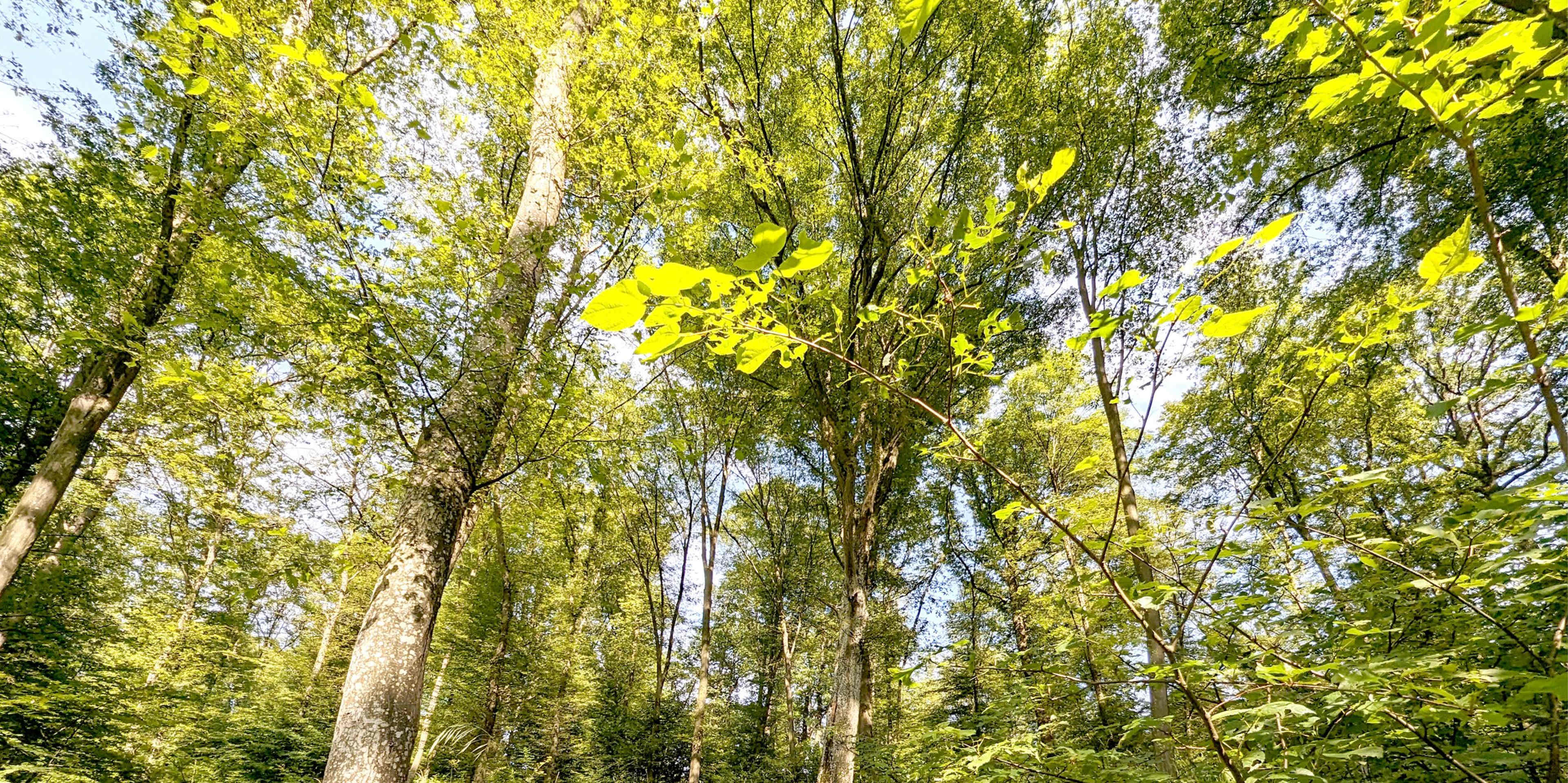 FB_Tag_des_Waldes_960x480px_V014.jpg