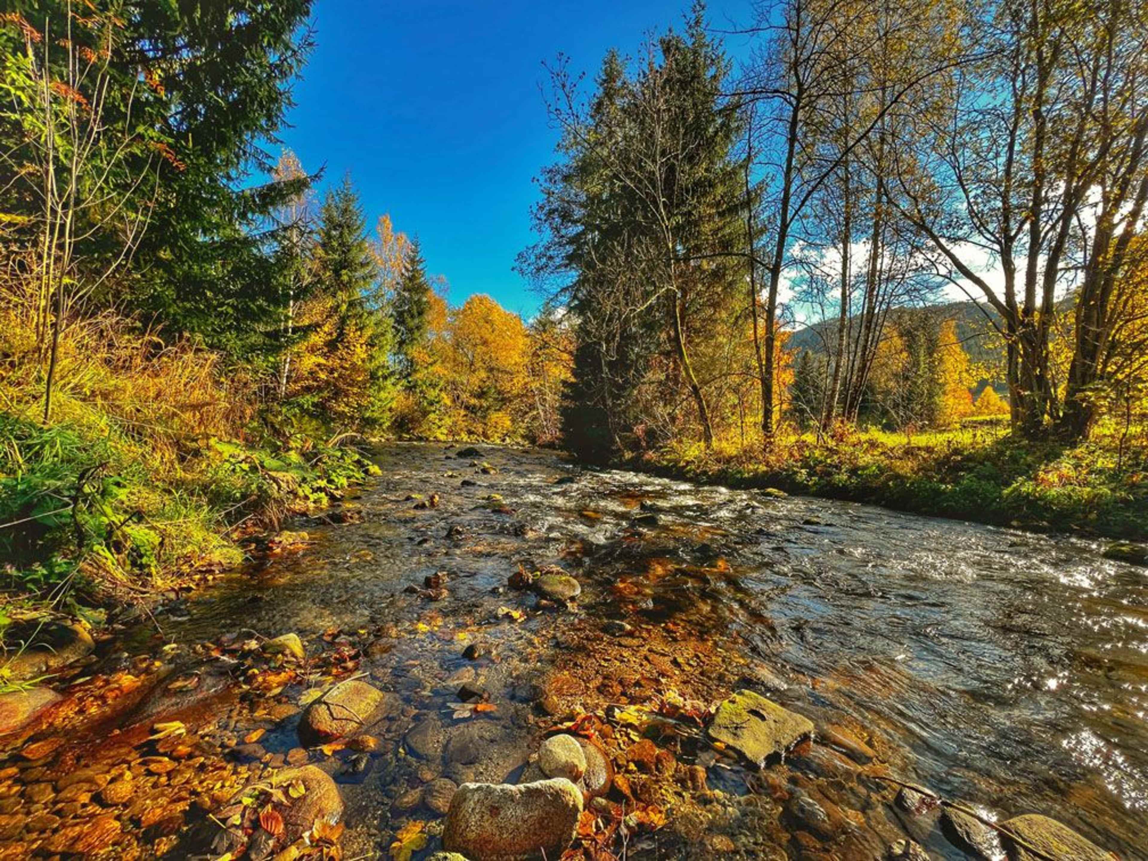 IGS_Herbst_Bach_IMG_4939_WEB.jpg