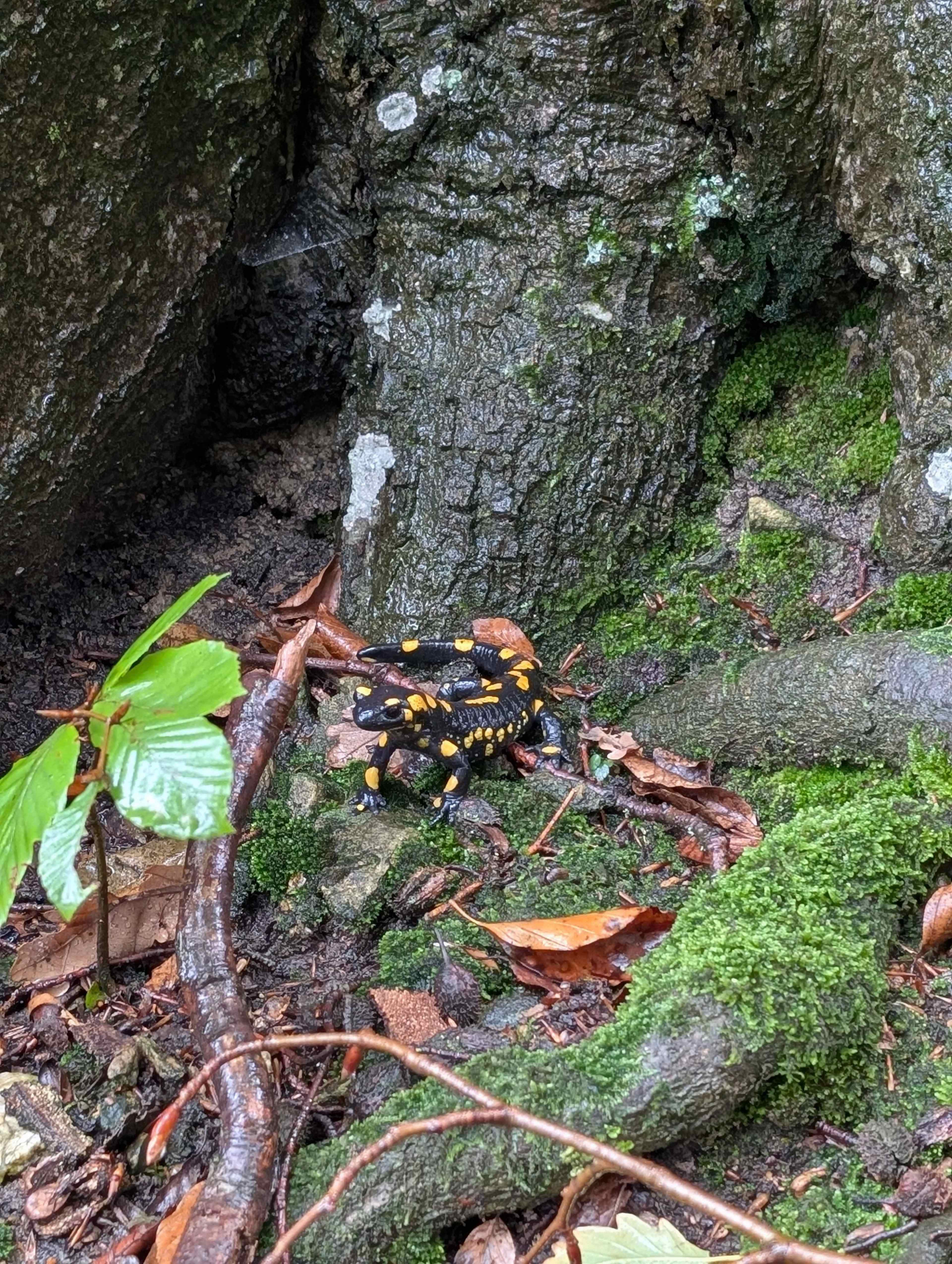 KAI_Herbst_Feuersalamander_PXL_20251006_.jpg