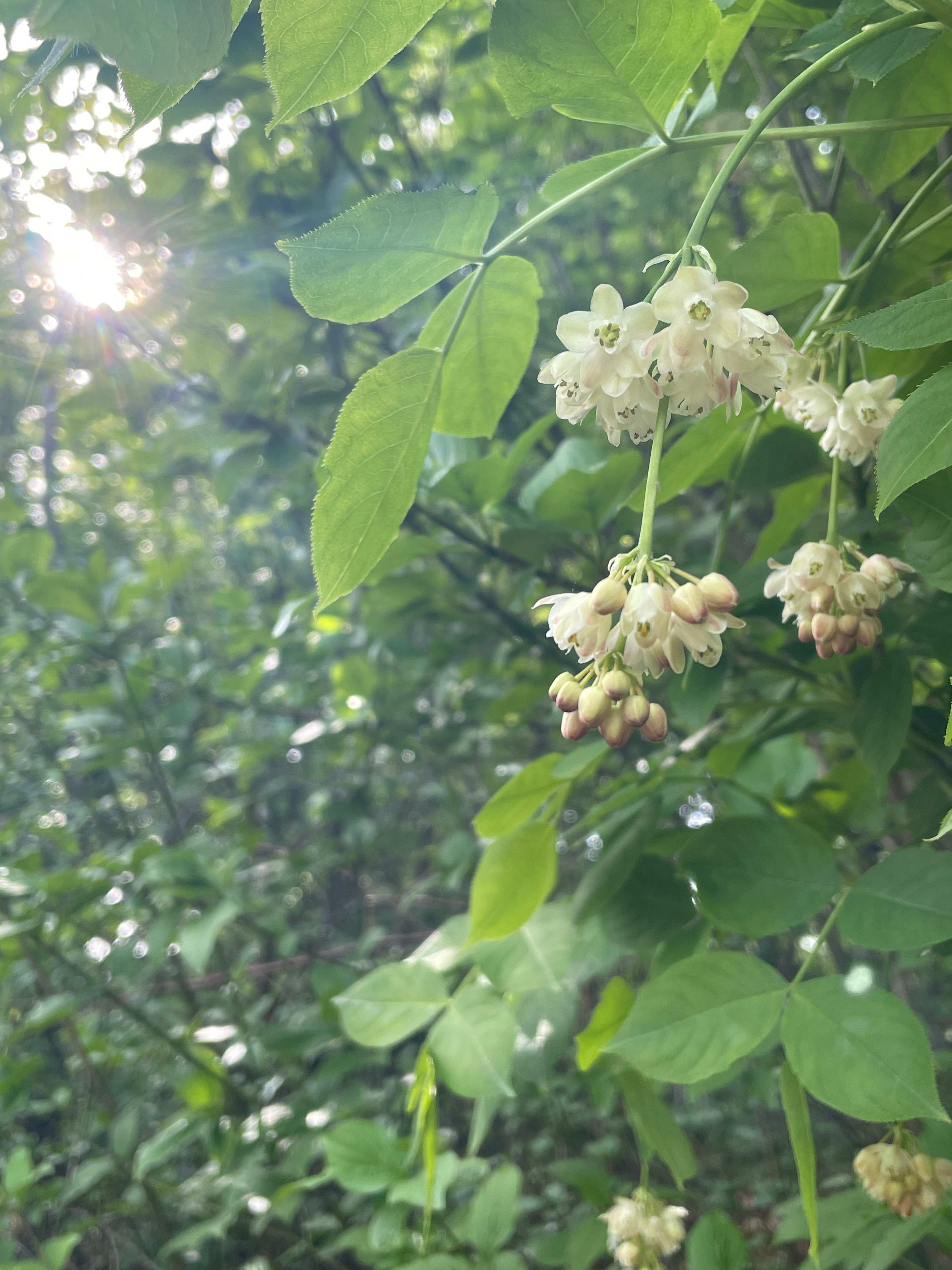 KAI_Fruehling_Bluete_IMG_0707_2.jpg