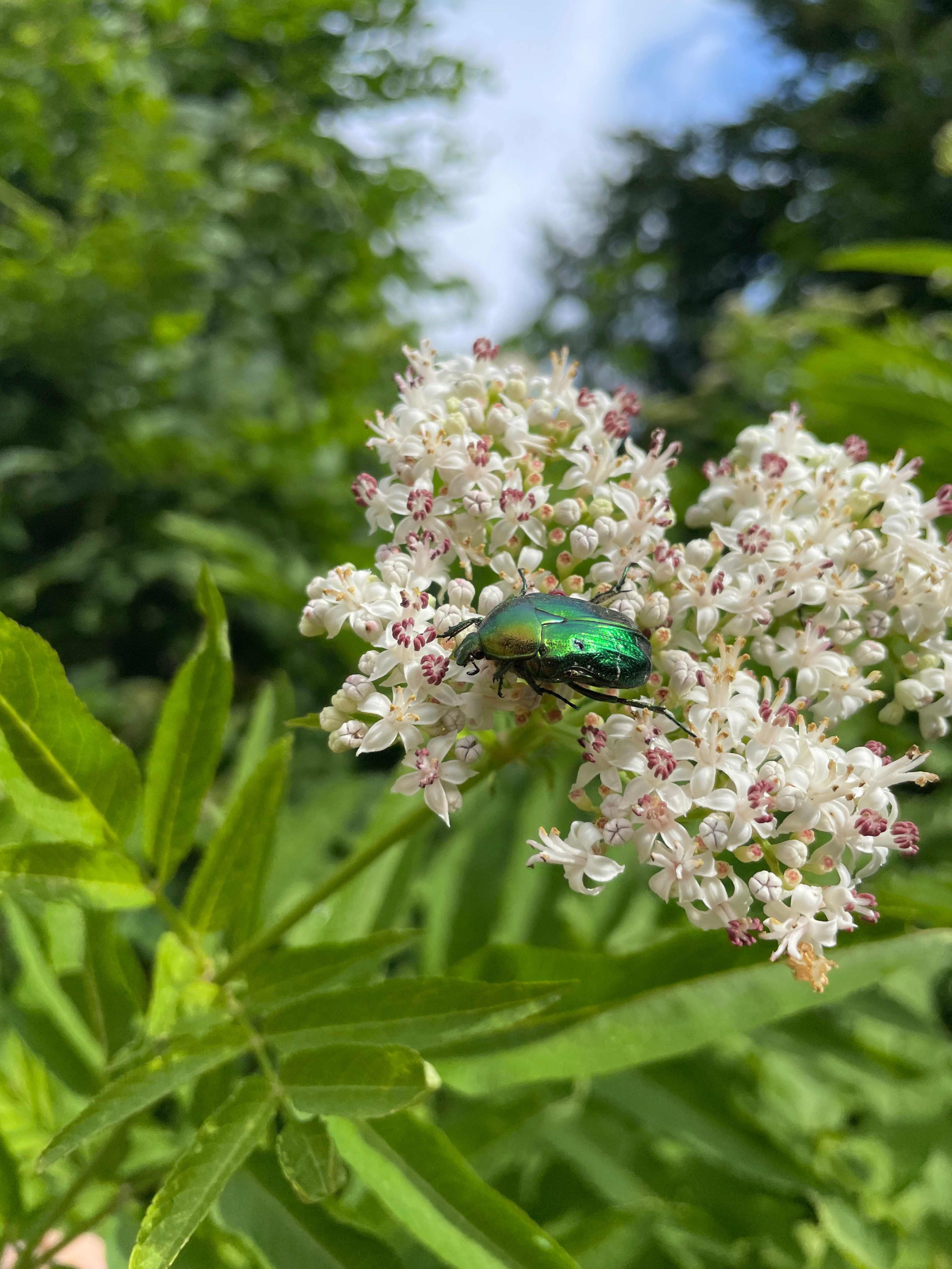 WKB_Sommer_Bluete_Kaefer_IMG_7716.JPG