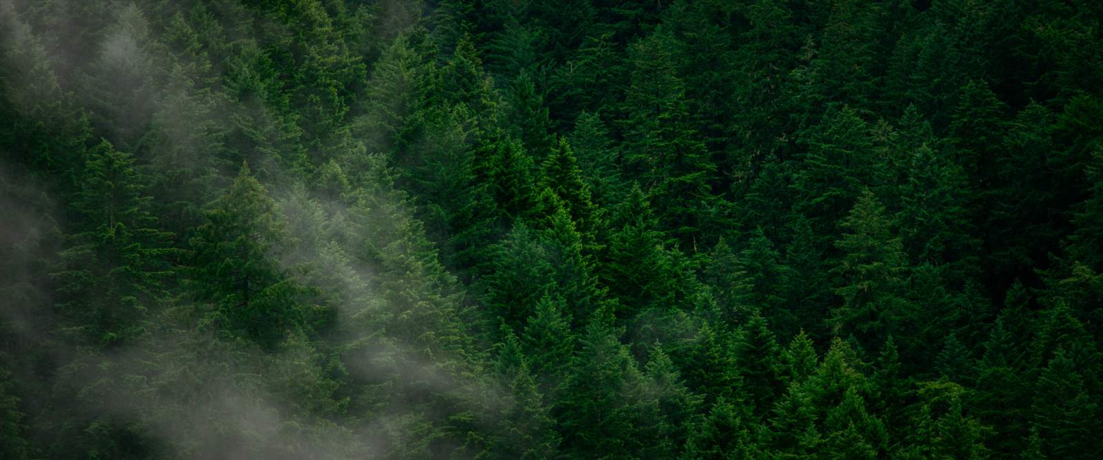 Description of my image