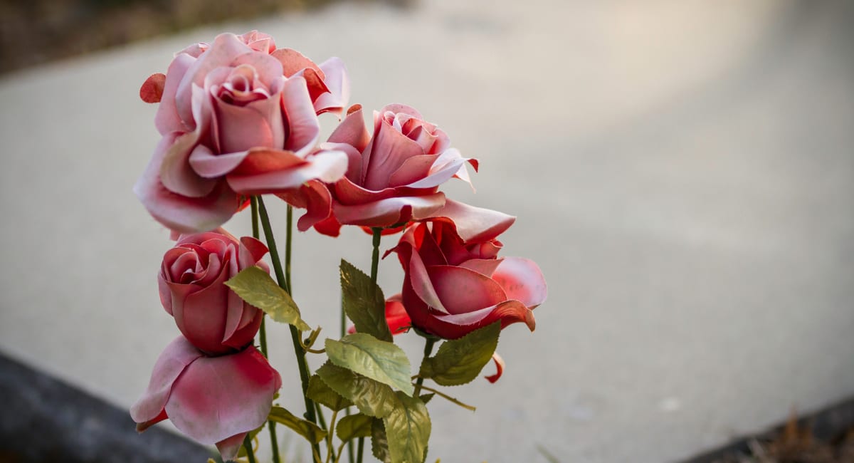 Description of my image