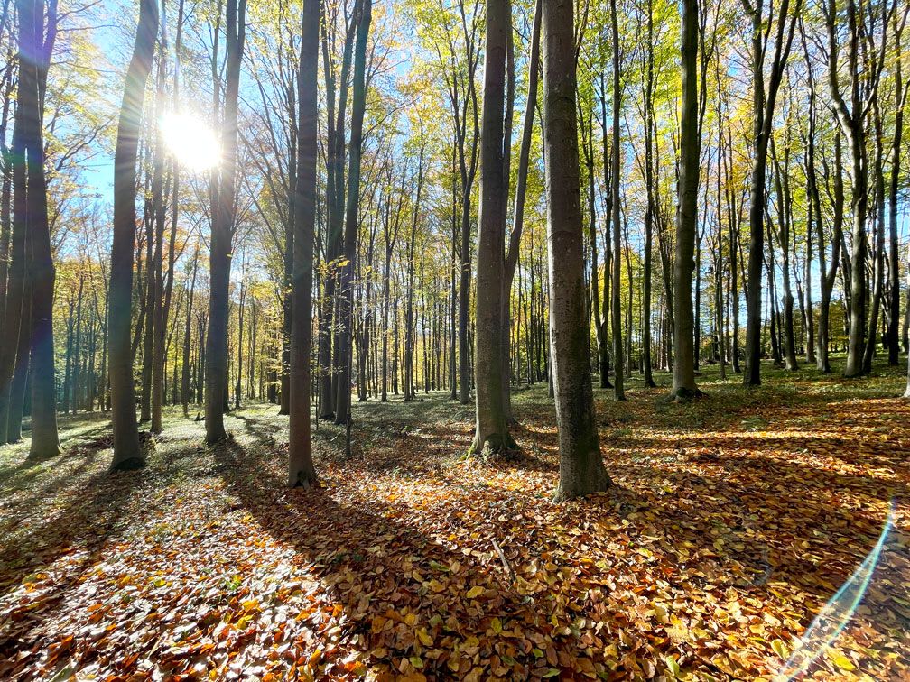 STP_Herbst_IMG_2742_WEB.jpg