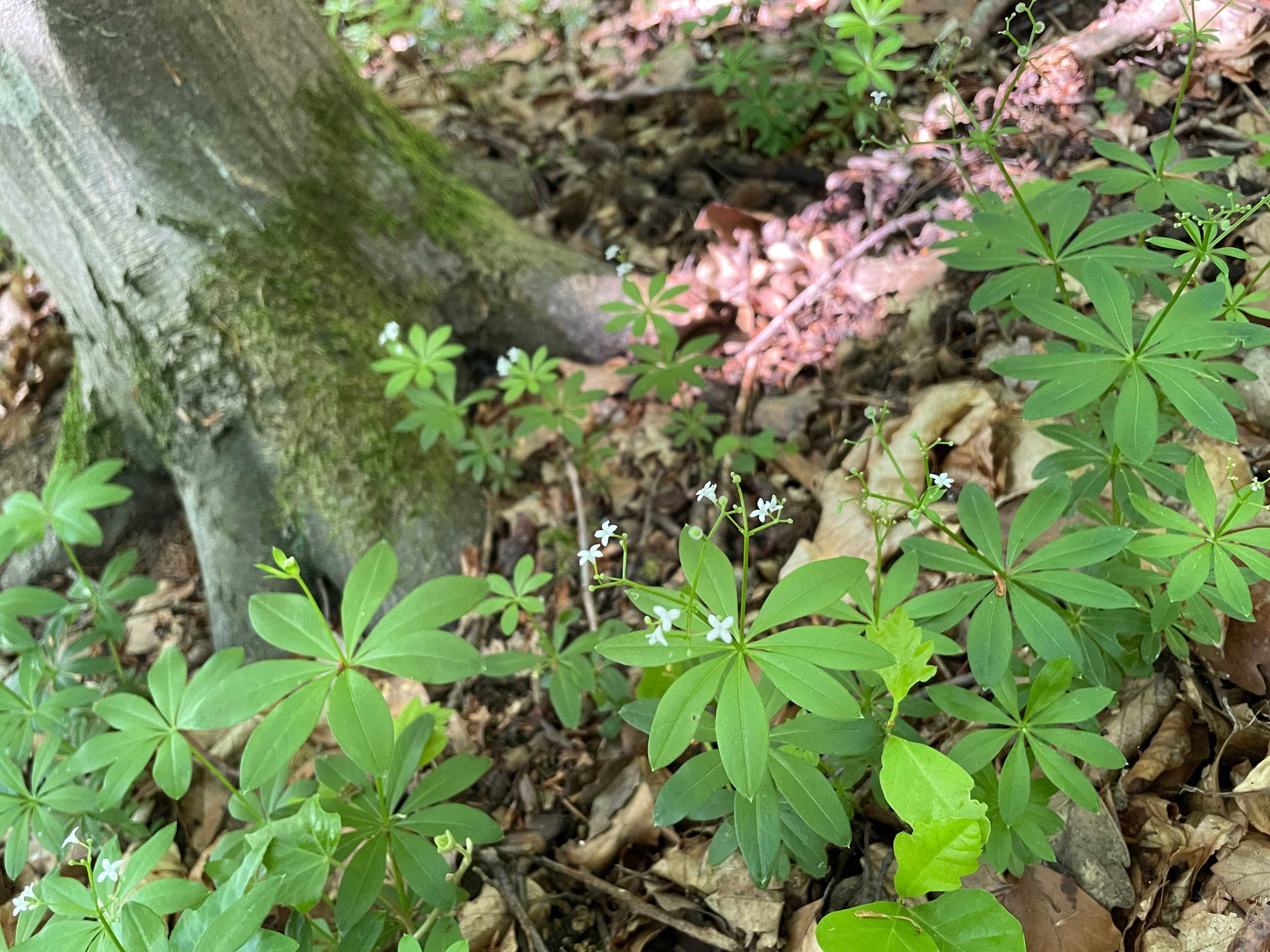 STP_Fruehling_Waldmeister_IMG_1379.JPG