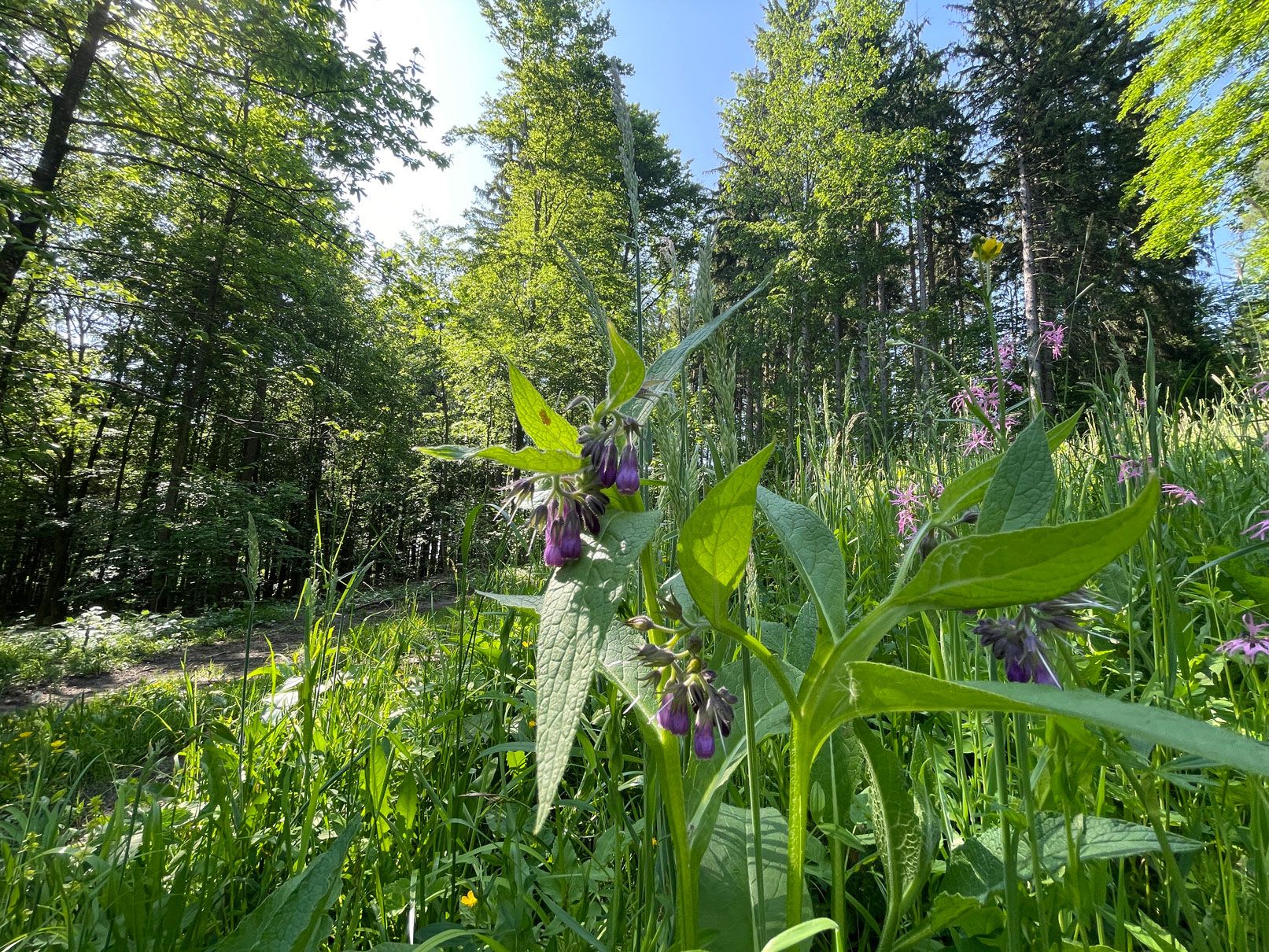 STP_Fruehling_Blume_IMG_1395_WEB.jpg