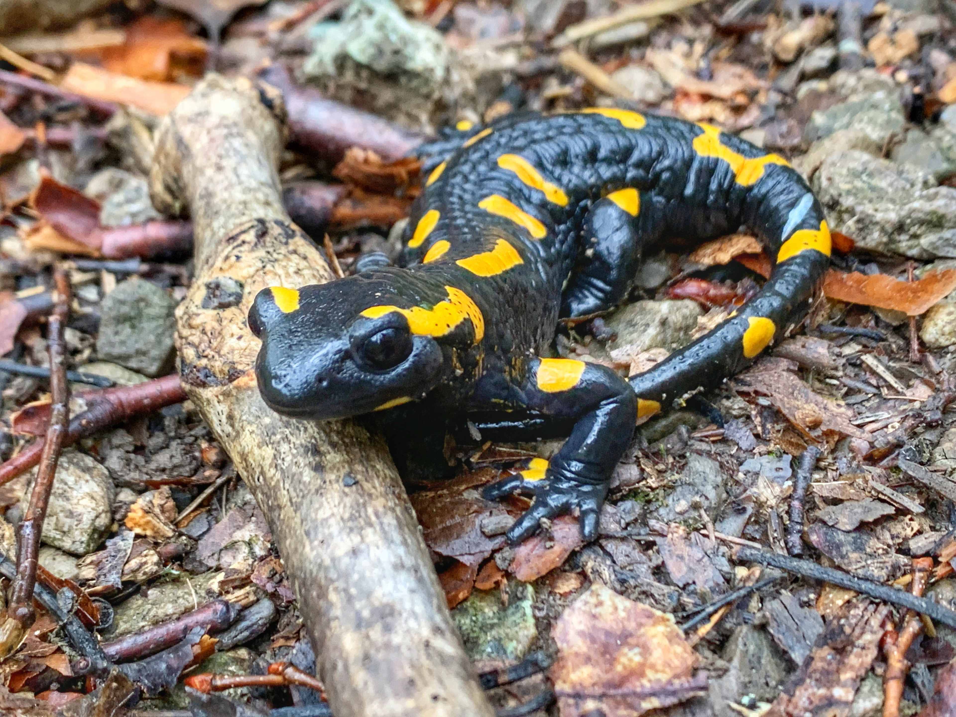 SHK_Herbst_Feuersalamander_5.jpg