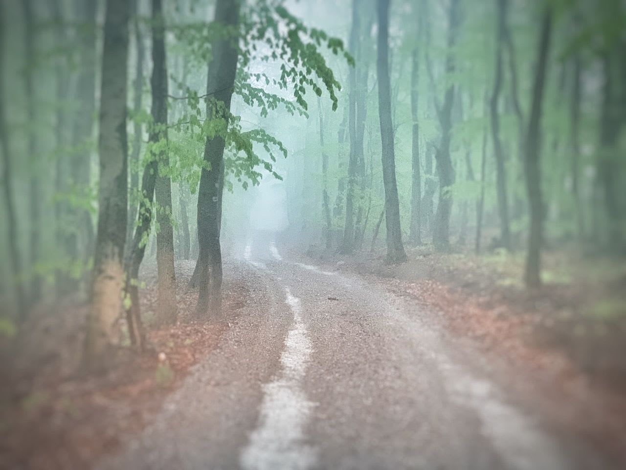 Klosterwald Rauchender Wald.jpeg