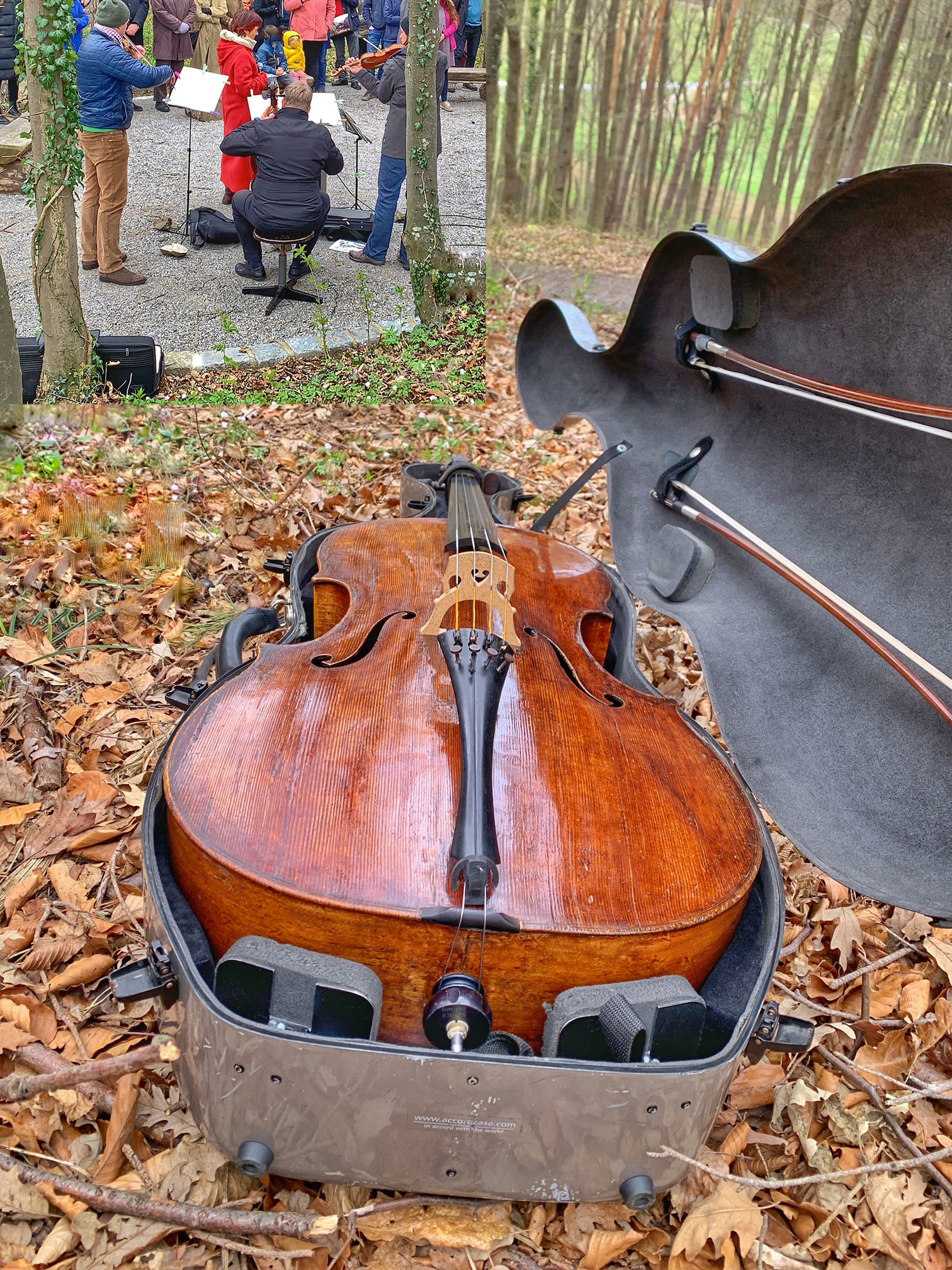 Cello im Klosterwald.jpg
