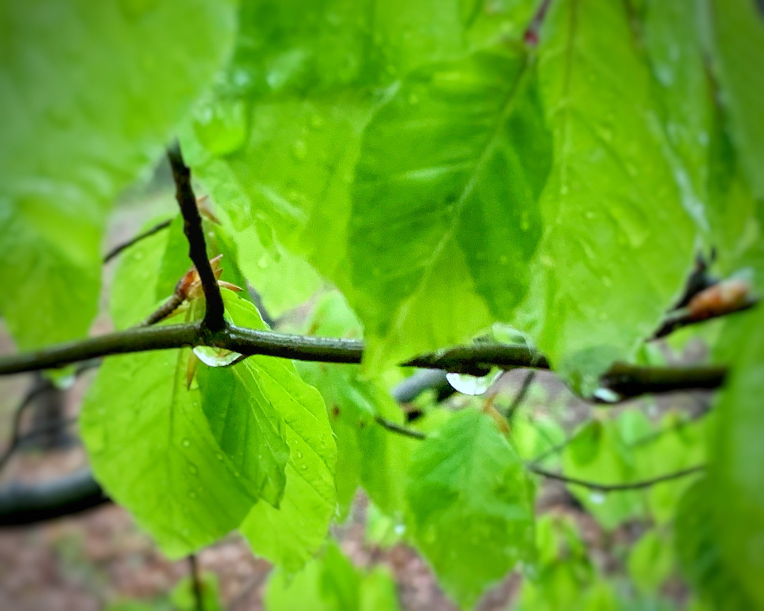 WKB_Herbst_Regen im Wald IMG_8706.JPG