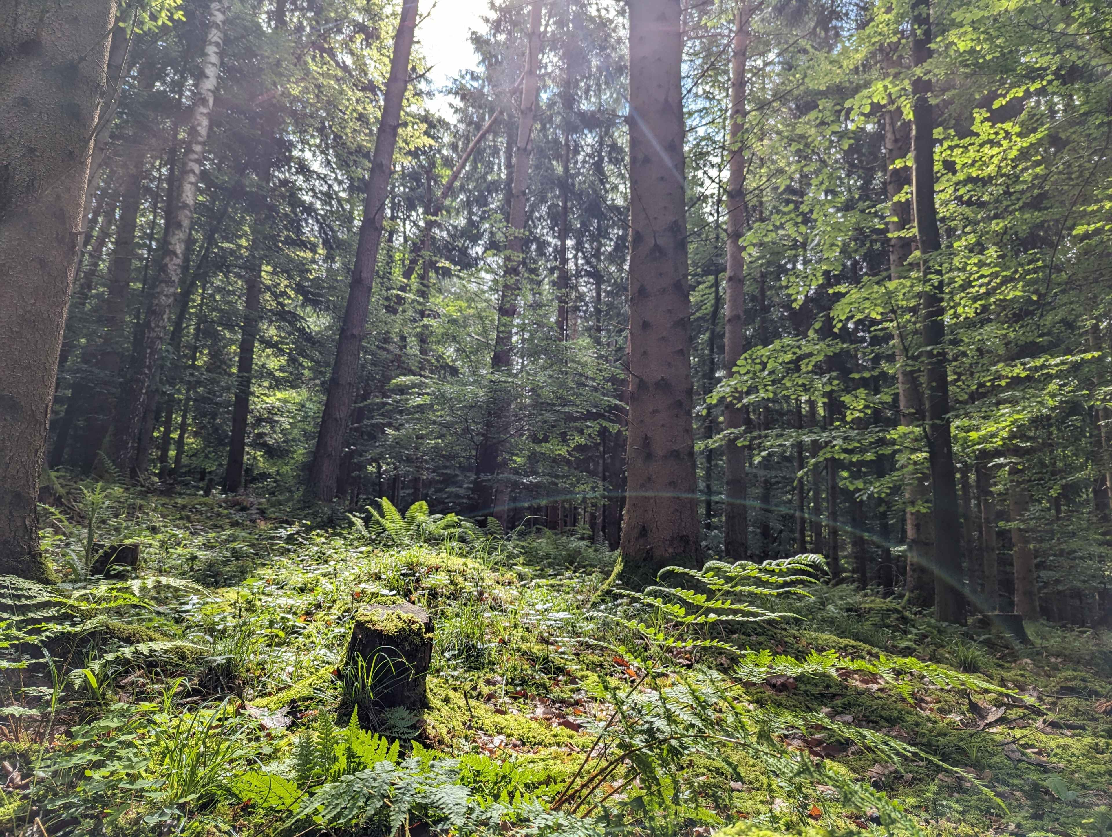BLU_Sommer_PXL_20240525_081440634.jpg
