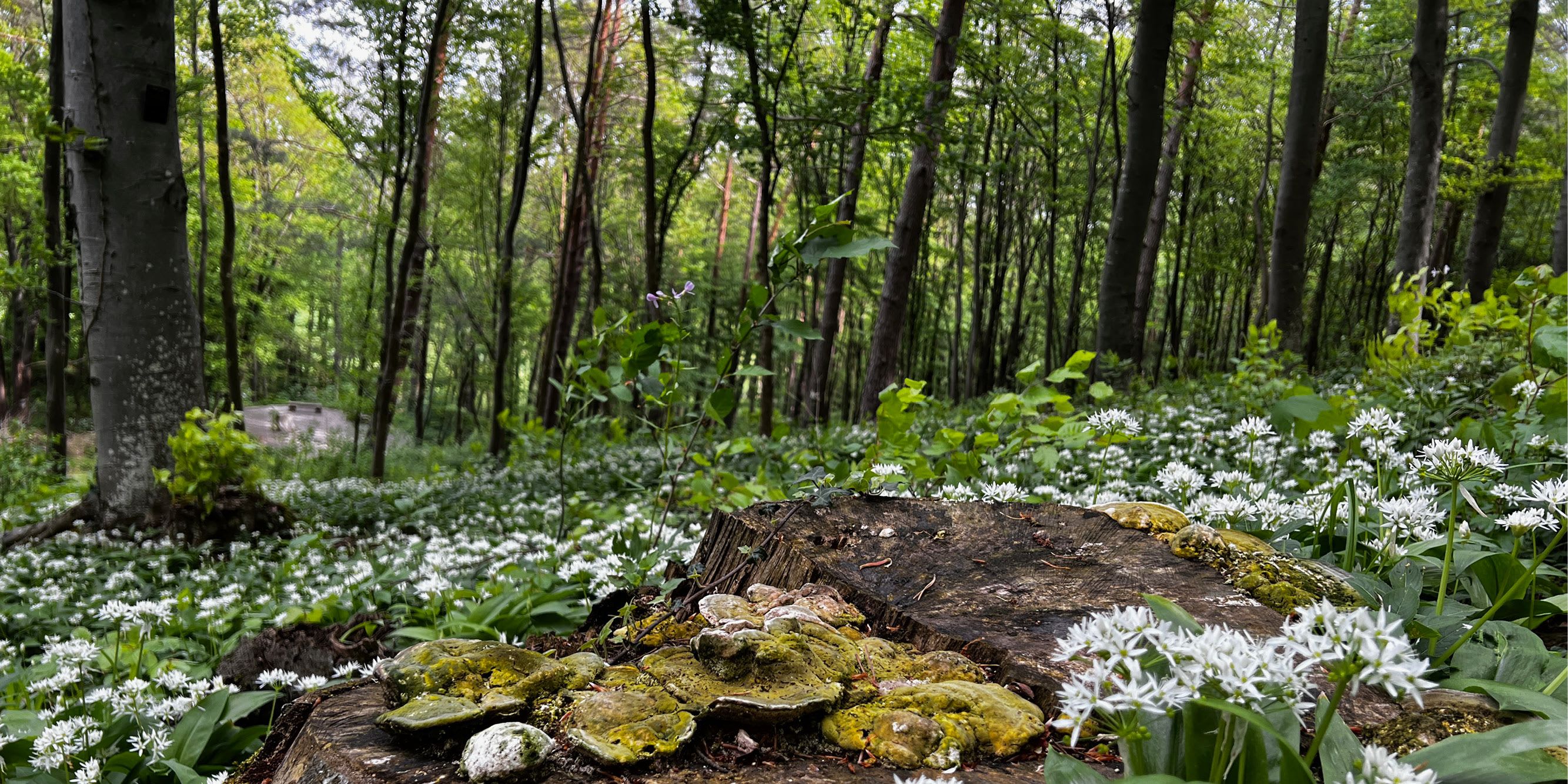 FB_Stolz_auf_PEFC_960x480px_V01.jpg