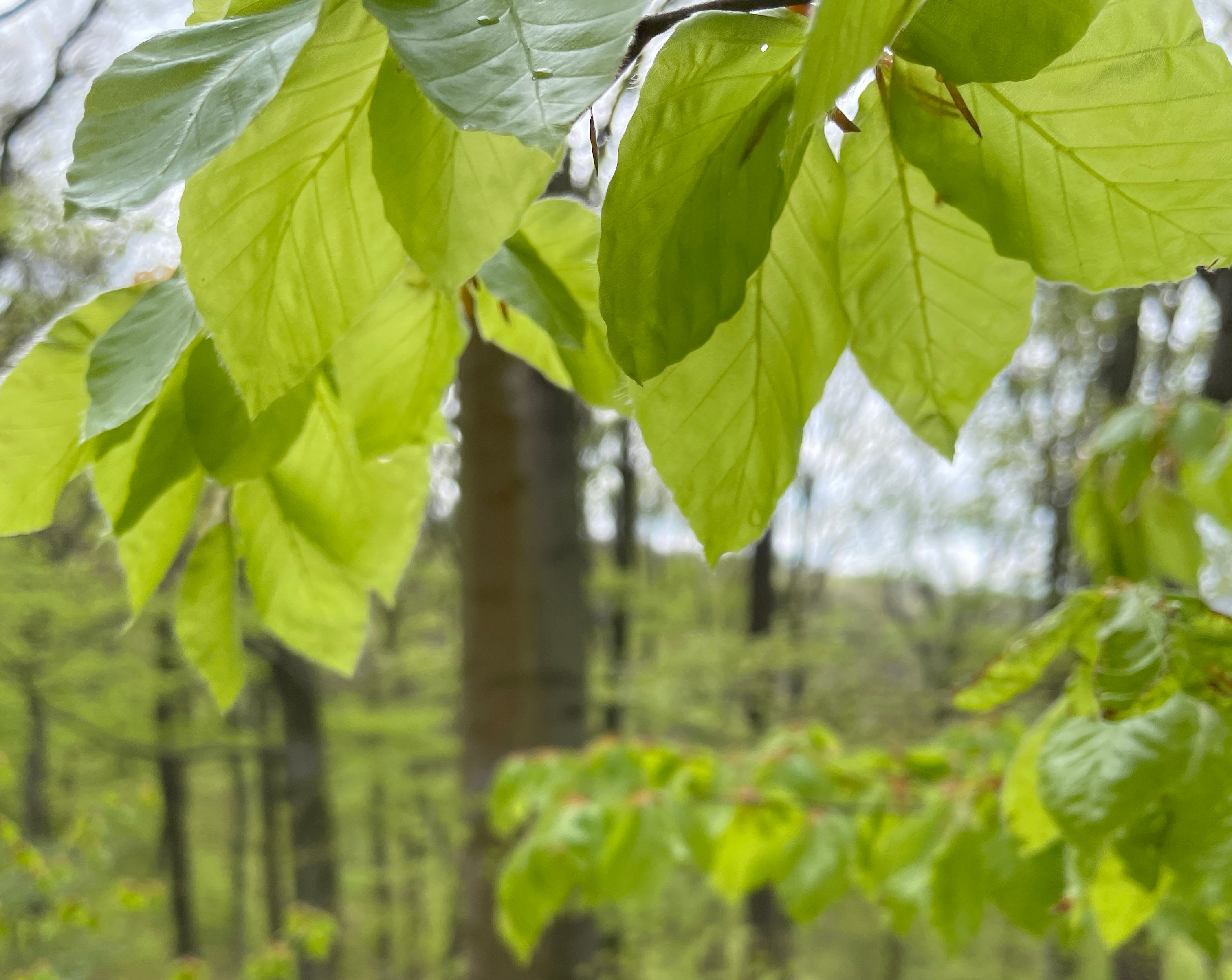 WKB_Fruehling_IMG_7061_quer.jpg