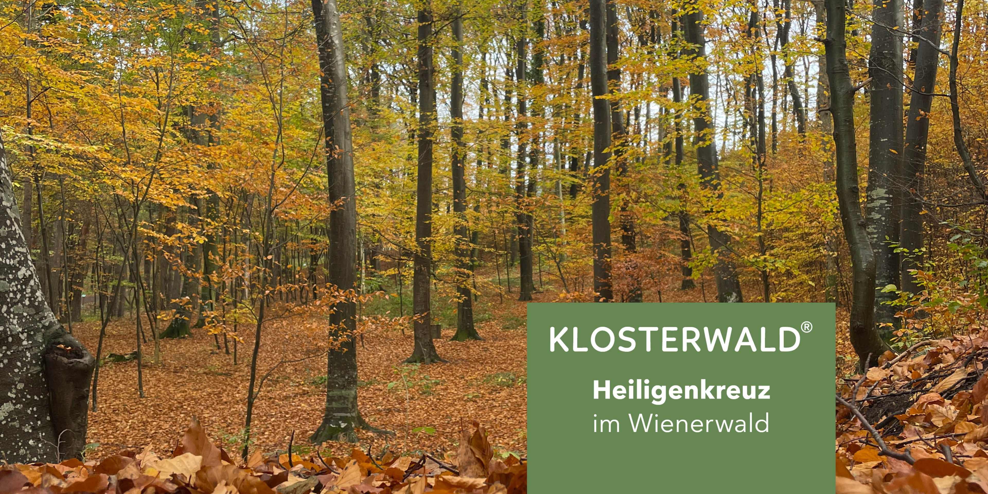 Blog_Teaser_Blog_Herbstbeginn_960x480px_V01.jpg