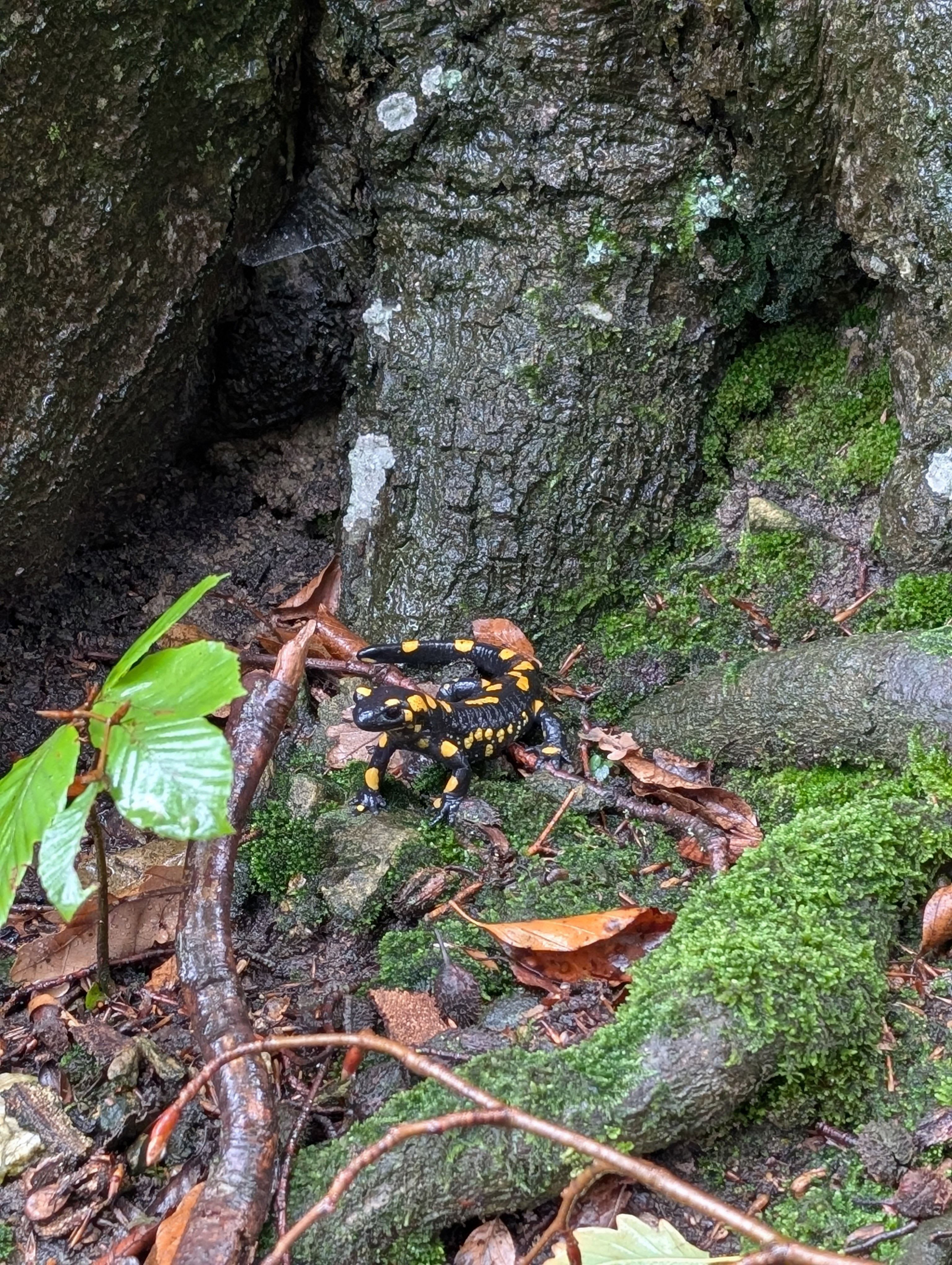 KAI_Herbst_Feuersalamander_PXL_20251006_.jpg