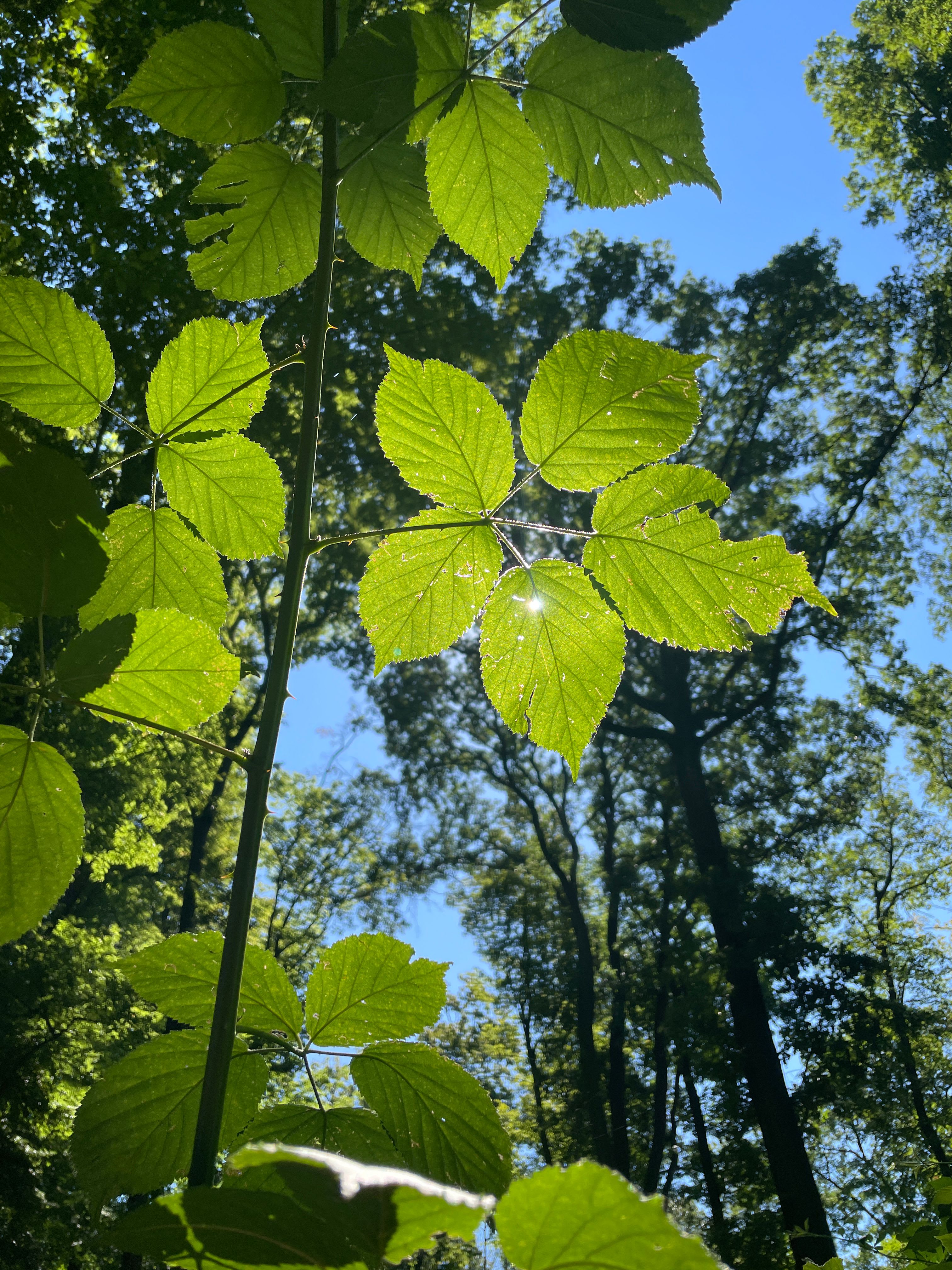 HGB_Sommer_Blaetter_IMG_8076.JPG